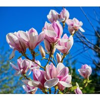 Untertasse Magnolie 10 Samen Magnolia Soulangiana Untertasse Magnolie 10 Samen Magnolia Soulangiana von Floridaseeds1