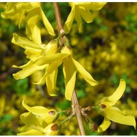 Weinende Forsythie Forsythia Suspensa 100 Samen Weinende Forsythie Forsythia Suspensa 100 Samen von Floridaseeds1