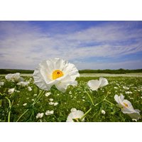 Weißer Stachelmohn Argemone Albiflora 100 Samen Weißer Stachelmohn Argemone Albiflora 100 Samen von Floridaseeds1