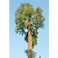 Western Red Cedar Thuja Plicata 50 Samen Western Red Cedar Thuja Plicata 50 Samen von Floridaseeds1