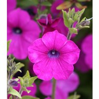 Wilde Petunie Petunia Integriert 20 Samen Wilde Petunie Petunia Integriert 20 Samen von Floridaseeds1