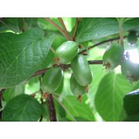 Winterhart Kiwi Actinidia Arguta 500 Samen Usa Firma von Floridaseeds1