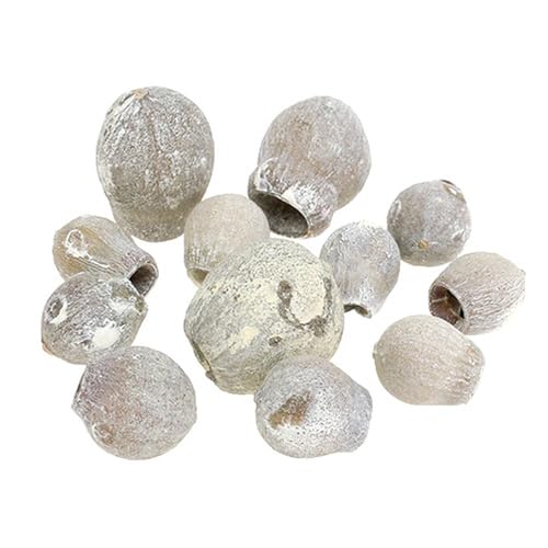 Bellgums weißgewaschen 2-5cm 500g - Glockenfrucht Deko für Herbst & Winter Floristik von Floristik24