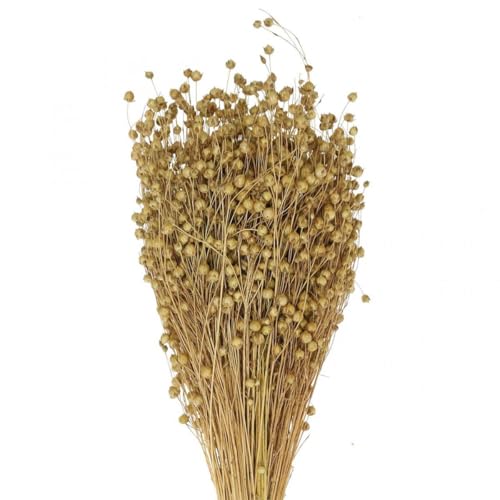 Dekorative Trockenblumen Flachs perfekt für vielseitige Arrangements Dekorative Trockenblumen Flachs perfekt für vielseitige Arrangements von Floristik24