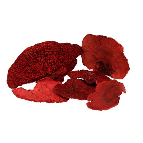Floristik24 Baumschwamm Rot 1kg – Deko-Pilz, Schaufensterdekoration, Herbstdeko Floristik24 Baumschwamm Rot 1kg – Deko-Pilz, Schaufensterdekoration, Herbstdeko von Floristik24