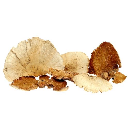 Floristik24 Deko-Pilz Baumschwamm künstlich für Herbstdekoration Floristik24 Deko-Pilz Baumschwamm künstlich für Herbstdekoration von Floristik24