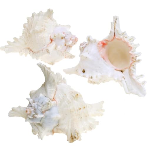 Floristik24 Chicoreus Ramosus Deko-Muschel Natur Set 3 St 16cm Floristik24 Chicoreus Ramosus Deko-Muschel Natur Set 3 St 16cm von Floristik24