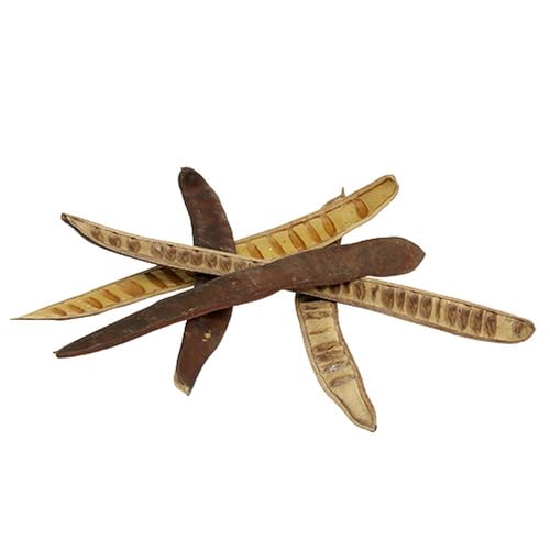 Floristik24 Dekorative Scalettaschoten aus Holz für Elegante Herbstarrangements von Floristik24