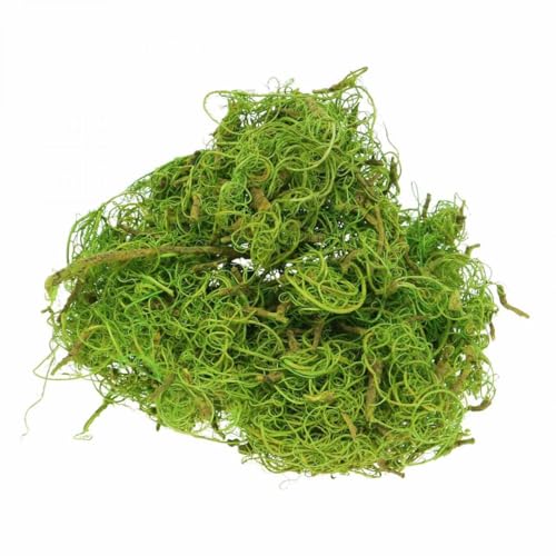 Floristik24 Exotische Tamarind Faser zum Basteln und Dekorieren vielseitig Floristik24 Exotische Tamarind Faser zum Basteln und Dekorieren vielseitig von Floristik24