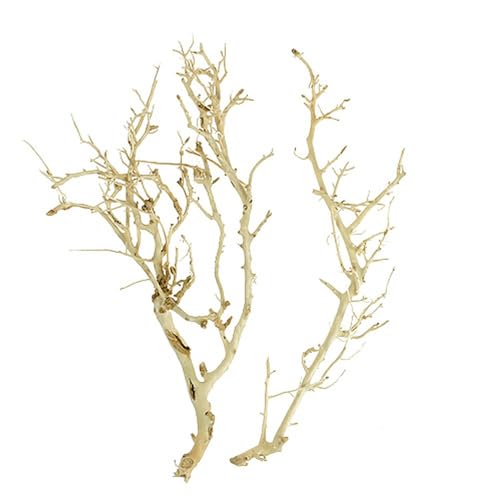 Floristik24 Gebleichter White Bush als vielseitige Deko für Advent und Modellbau Floristik24 Gebleichter White Bush als vielseitige Deko für Advent und Modellbau von Floristik24