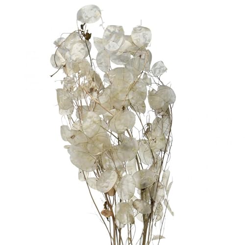 Floristik24 Getrocknete Lunaria Mondviole Silberblatt Deko 60-80cm 30g - Natur Charme für stilvolle Dekorationen Floristik24 Getrocknete Lunaria Mondviole Silberblatt Deko 60-80cm 30g - Natur Charme für stilvolle Dekorationen von Floristik24