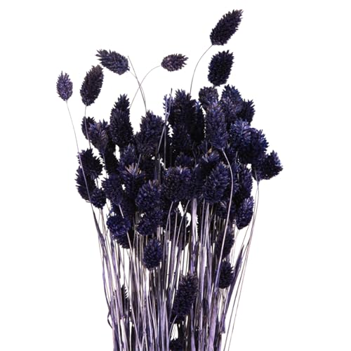 Floristik24 Getrocknete Phalaris Gräser für stilvolle Dekoration Violett 100g von Floristik24