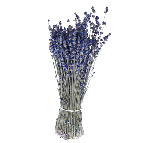 Floristik24 Getrockneter Lavendel für natürliche Dekorationen mit Duft aus der Provence Floristik24 Getrockneter Lavendel für natürliche Dekorationen mit Duft aus der Provence von Floristik24