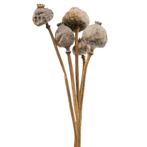 Floristik24 Trockenblumen Mohnkapseln Groß Deko 5er Set Natur Floristik24 Trockenblumen Mohnkapseln Groß Deko 5er Set Natur von Floristik24
