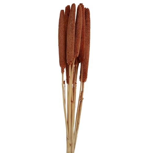 Floristik24 Dekorative Babala Hirsenkolben für Trockenblumenarrangements von Floristik24