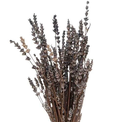 Floristik24 Lavendel Trockenblumen 35-40cm 50g Raumduft Deko DIY von Floristik24
