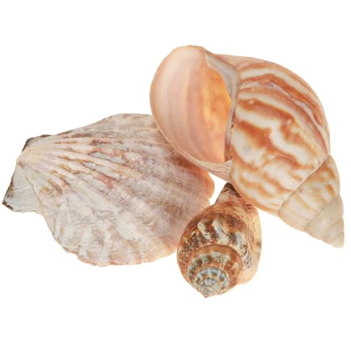 Floristik24 Natur Muschel Deko Seeschnecken Meerjungfrau Maritim Strandatmosphäre Floristik24 Natur Muschel Deko Seeschnecken Meerjungfrau Maritim Strandatmosphäre von Floristik24