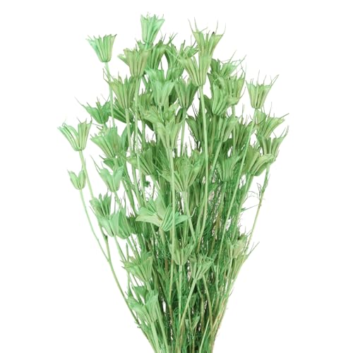 Floristik24 Nigella Schwarzkümmel Trockenblumen Dekoration mit Samenständen 100g Floristik24 Nigella Schwarzkümmel Trockenblumen Dekoration mit Samenständen 100g von Floristik24