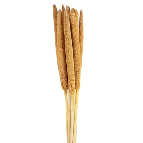 Floristik24 Perlhirse Deko Schilfkolben für Trockenblumenarrangements kaufen von Floristik24