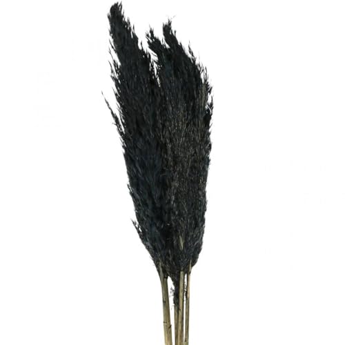 Floristik24 Riedgras getrocknet für stilvolle Dekoration in Schwarz Floristik24 Riedgras getrocknet für stilvolle Dekoration in Schwarz von Floristik24
