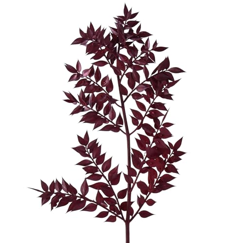 Floristik24 Ruscus Rot Deko Zweige getrocknet Dunkelrot 75-95cm 1kg, Trauerdekoration, Tischstrauß, Trockengestecke Floristik24 Ruscus Rot Deko Zweige getrocknet Dunkelrot 75-95cm 1kg, Trauerdekoration, Tischstrauß, Trockengestecke von Floristik24