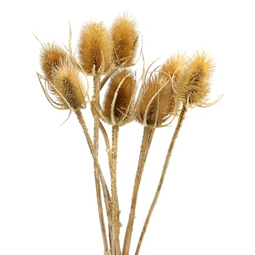 Floristik24 Trockenblumen Distel Natur 8 Köpfe - Künstliches Dekor Herbst Deko Blumenstrauß von Floristik24