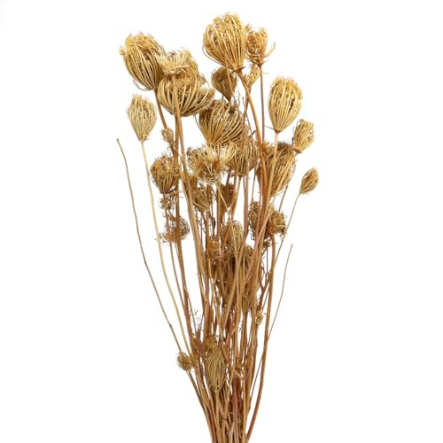 Floristik24 Trockenblumen Fenchel Natur 100g - Natürliche Deko Zweige, Trockenpflanzen, Strauß, Dekoartikel, Tischdeko Floristik24 Trockenblumen Fenchel Natur 100g - Natürliche Deko Zweige, Trockenpflanzen, Strauß, Dekoartikel, Tischdeko von Floristik24