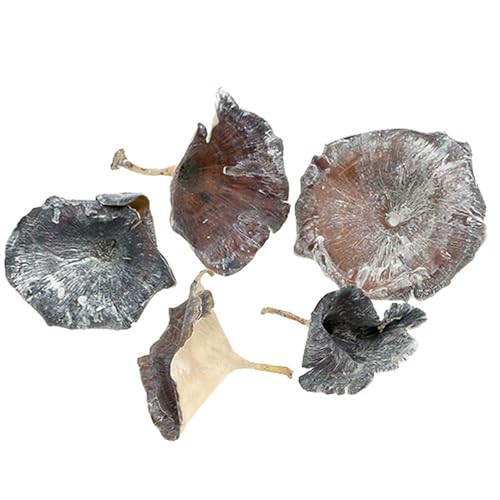 Getrocknete Kalix Pilze für kreative Herbst- und Trauerdekorationen Getrocknete Kalix Pilze für kreative Herbst- und Trauerdekorationen von Floristik24