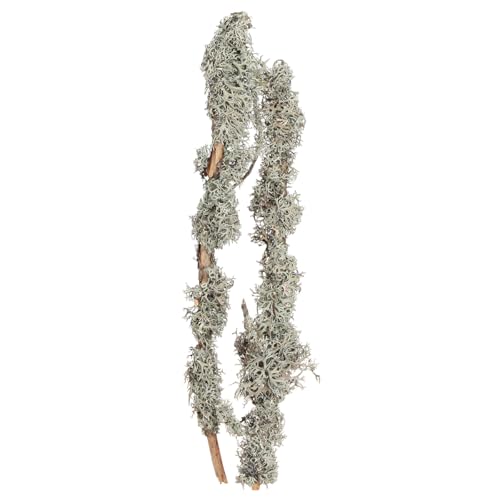 Natur Dekozweige Graumoos 1kg Rustikale Flechtenzweige 30-60cm für Kreative Wohnraumdekoration und DIY-Projekte Natur Dekozweige Graumoos 1kg Rustikale Flechtenzweige 30-60cm für Kreative Wohnraumdekoration und DIY-Projekte von Floristik24
