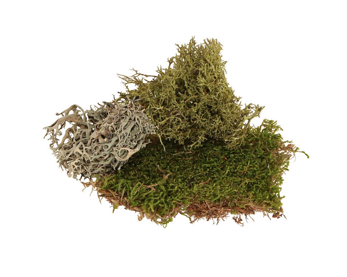 Viana Bastelmoos Deko Moos – echtes Grün Moos & Flechte für Gestecke Kränze Naturdeko von Viana