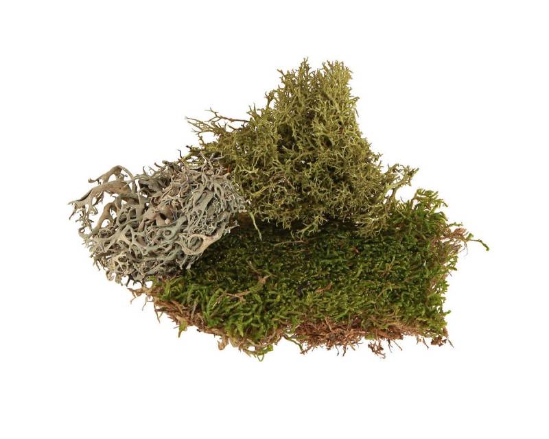 Viana Bastelmoos Deko Moos – echtes Grün Moos & Flechte für Gestecke Kränze Naturdeko von Viana