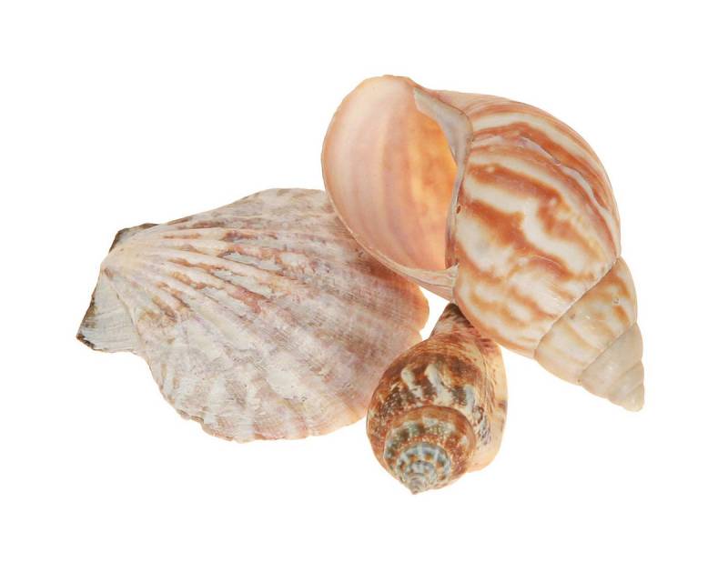 Viana Bastelnaturmaterial Muschel Deko Natur 350g 3er Set Maritim Sommerdeko von Viana