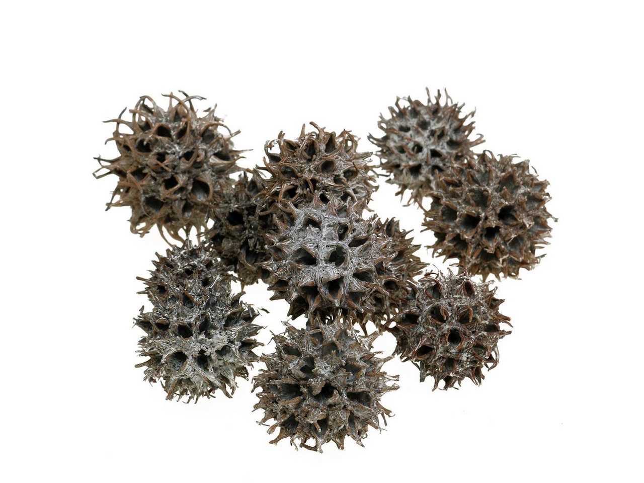 Trockenblume Amberbaum Zapfen Natur weiß gewaschen 250g – Dekoration, Basteln, Viana von Viana
