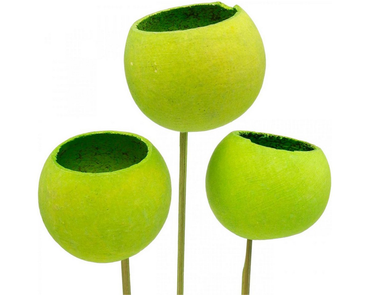 Trockenblume Bell Cup Stiel Grün Deko Exoten Trockenfrucht 15 St, Viana von Viana