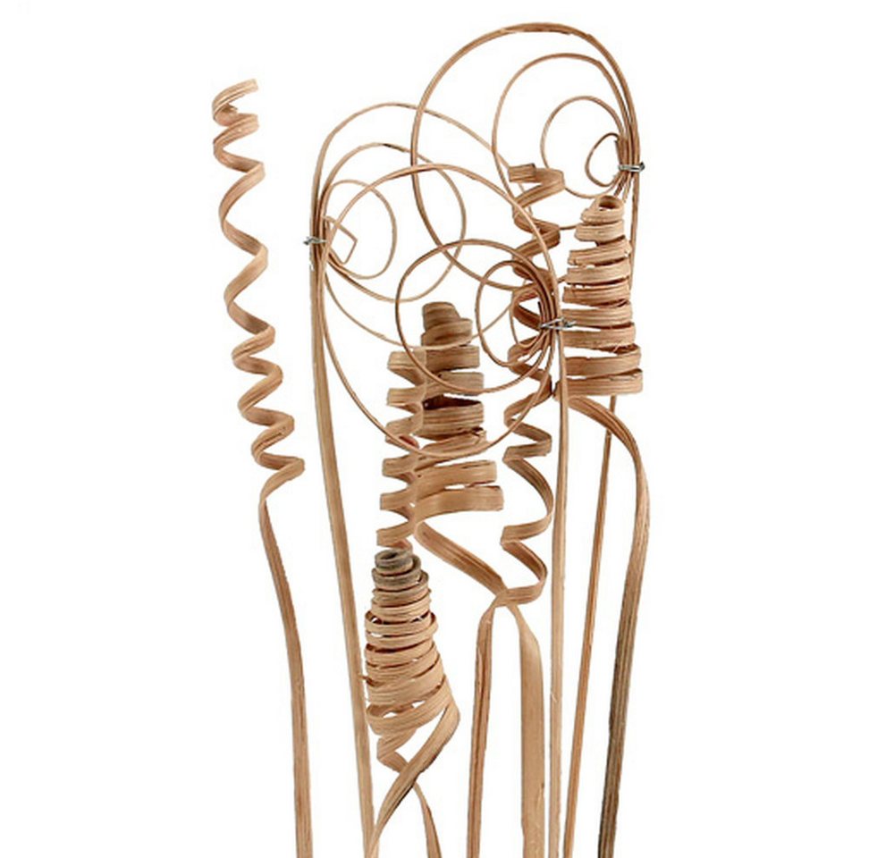 Trockenblume Cane Sortiment Mini Natur 75 St – Naturdekoration, Bastelbedarf, Viana von Viana