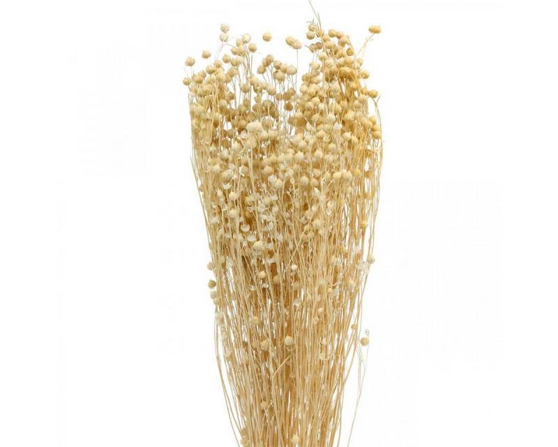 Viana Bastelnaturmaterial Flachs gebleicht Trockenfloristik Trockengräser Bleichblumen 52cm von Viana