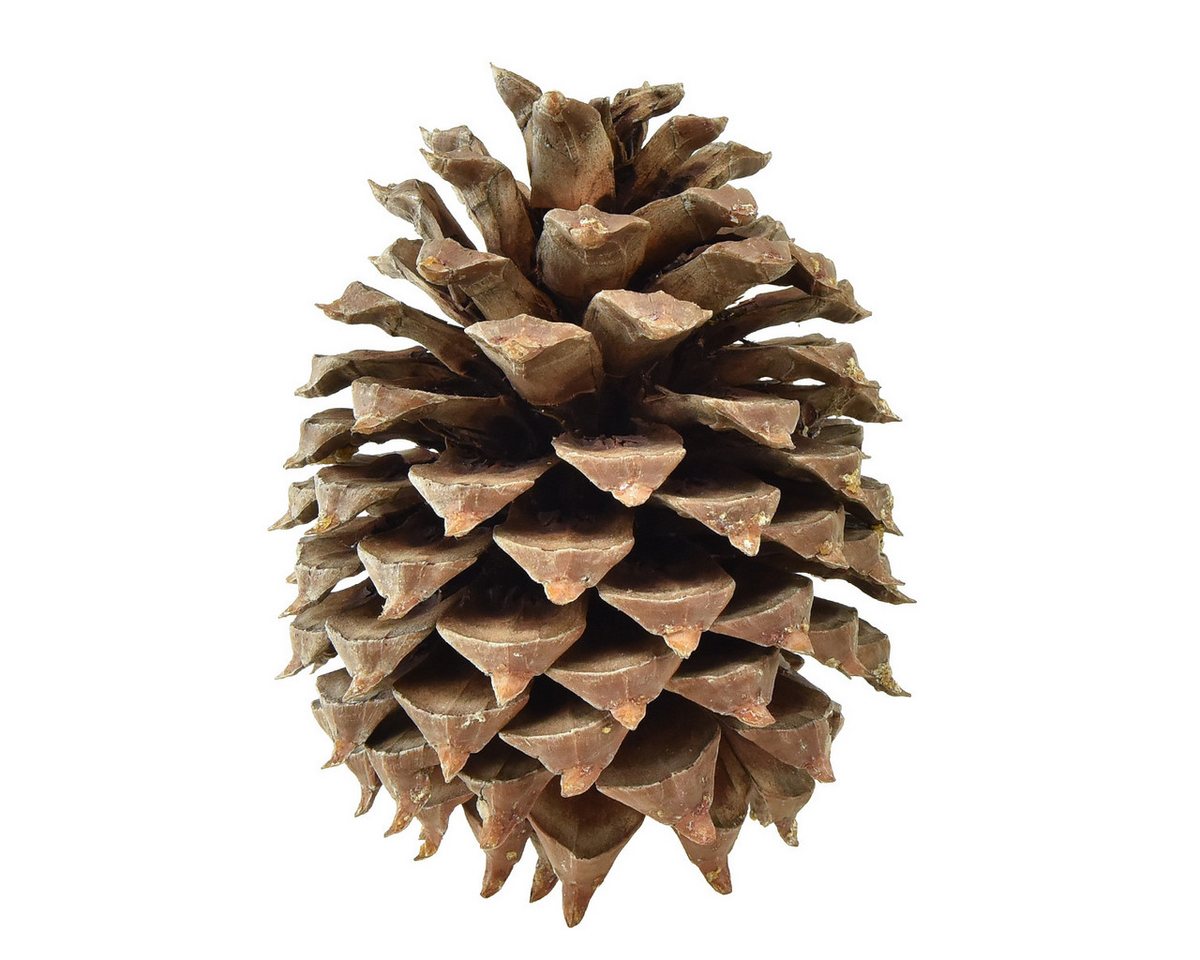Trockenblume Kiefernzapfen Coulter Deko Natur Ø13cm H18cm groß, Viana von Viana