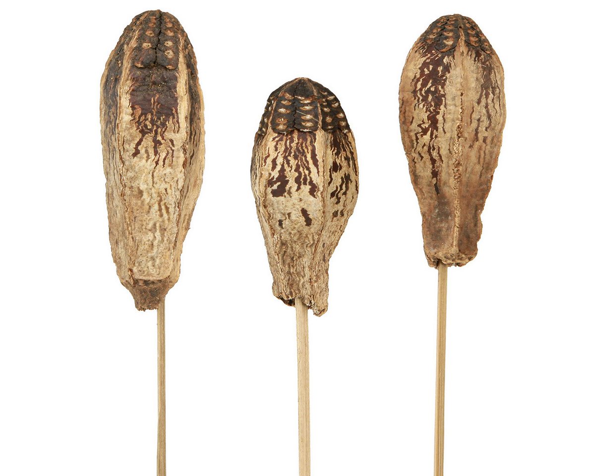 Trockenblume Mahagoni Pods Schoten Naturdeko 45cm 50 Stück, Viana, Höhe 9 cm von Viana