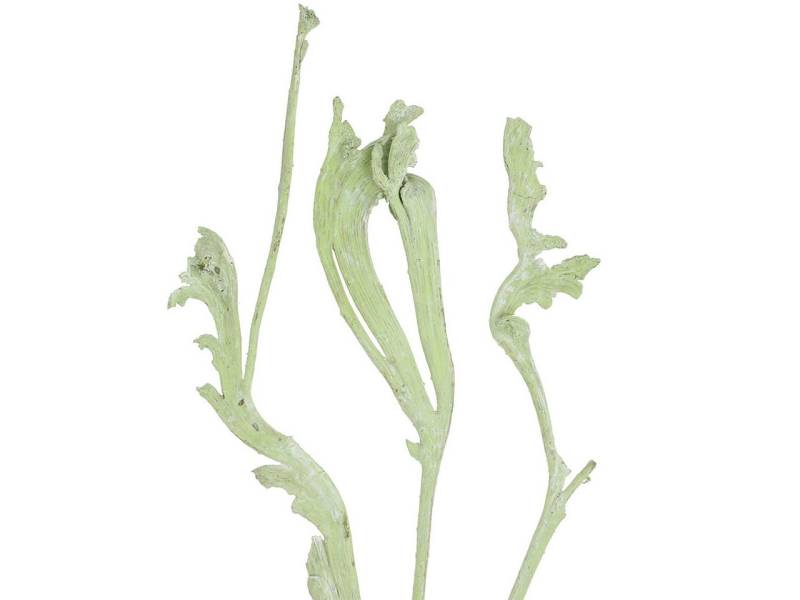 Trockenblume Natraj Geweihholz-Mix Apfelgrün Weißgewaschen 10 Stück Exotisches, Viana von Viana