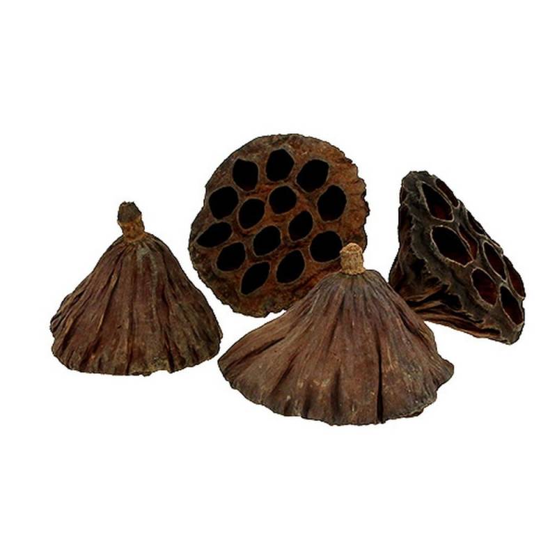 Trockenblume Natur Lotoskolben mittel 100 Stk – Trockenblumen Dekoration für, Viana von Viana