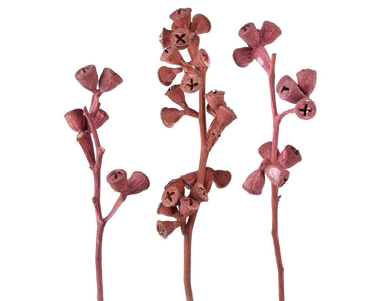 Trockenblume Rote Gefrostete Eukalyptuszweige Kunstdeko Natur Optik Exotische, Viana von Viana