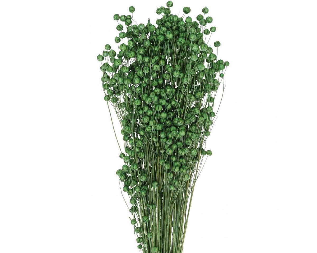 Trockenblume Trockengras Getrockneter Flachs Grün 50–55cm Deko DIY, Viana, Höhe 11.0 cm von Viana