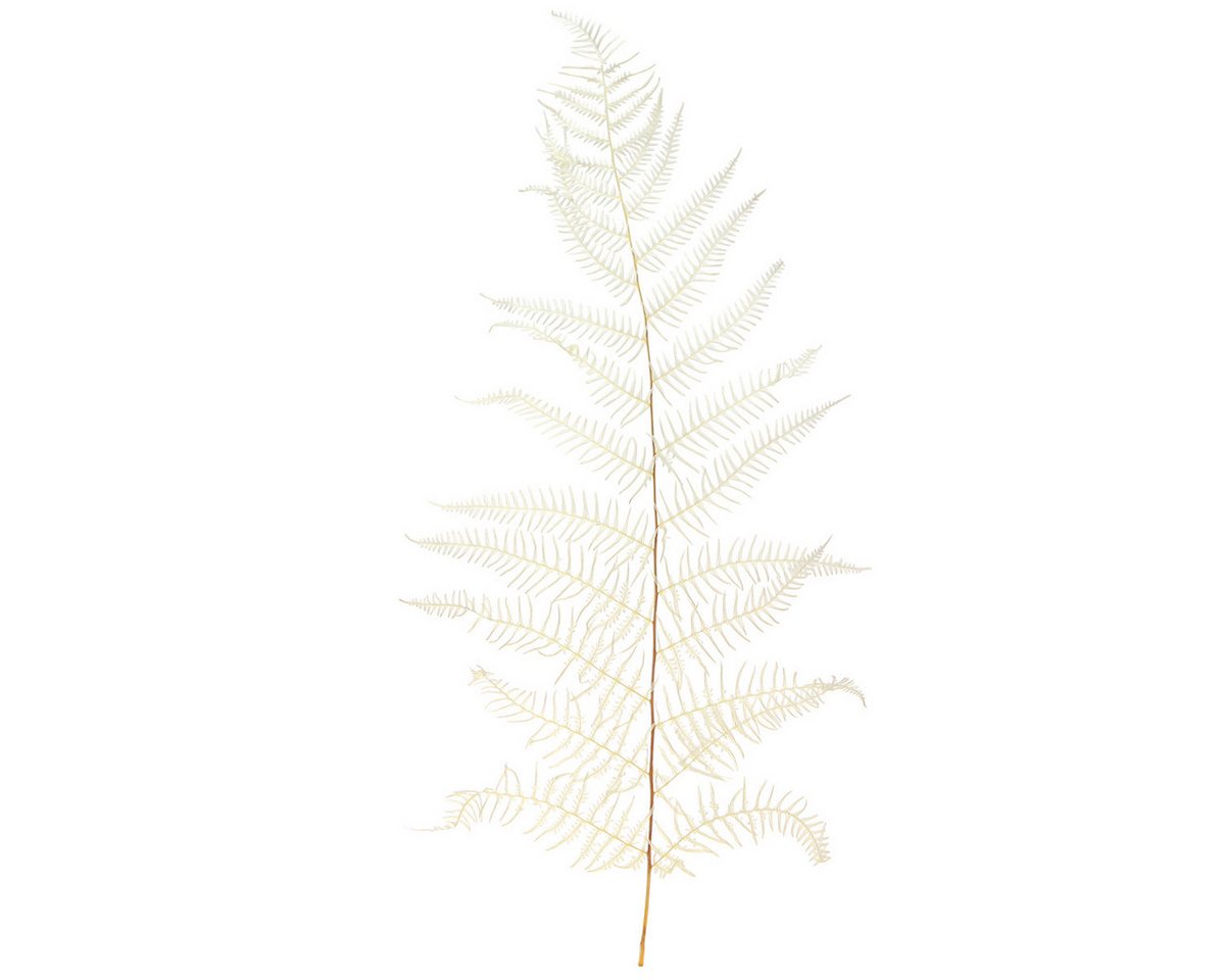 Viana Bastelnaturmaterial Weiße Farnblätter Getrocknet Gebleicht 50cm 10 Stück - Ideal für Viana Bastelnaturmaterial Weiße Farnblätter Getrocknet Gebleicht 50cm 10 Stück - Ideal für von Viana