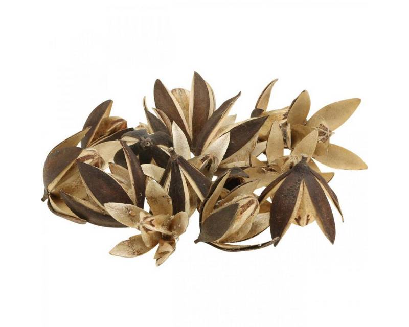 Trockenblume Wildlilie Exotische Deko Blumen Trockenblumen Natur 50 Stk, Viana von Viana