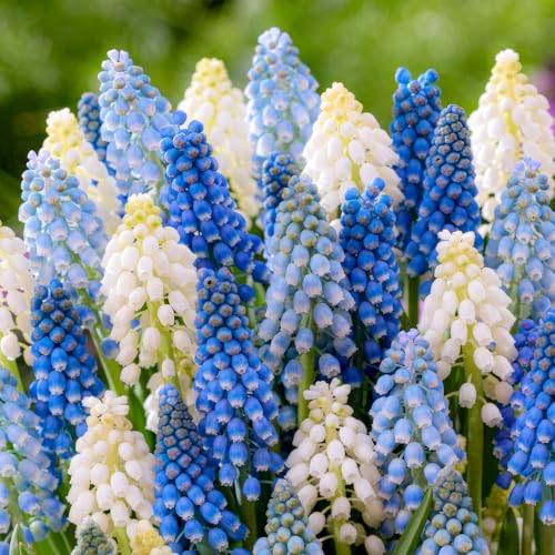 FLORIUM - Muscari zwiebeln Super Kollektion (50 zwiebeln), Echte Mehrjährige und Winterharte mischung aus Holland, Duftende Traubenhyazinthe Knollen in 5 Farben/Sorten für Garten (kein samen) von Florium