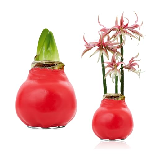 FLORIUM - Rot Wachs Amaryllis Zwiebeln Red Palette – Wachsamaryllis 28/30 Großformat | 1 Stück | gewachst/wax | ohne Gießen | Zimmerpflanzen aus Holland - Hippeastrum (kein glas, vase und Topf) von Florium
