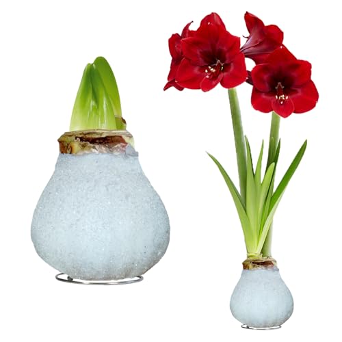 FLORIUM - Wachs Amaryllis Zwiebeln Glitzer-Weiß – Wachsamaryllis 26/28 Großformat | 2 Stück | gewachst/wax | ohne Gießen | Zimmerpflanzen aus Holland - Hippeastrum (kein glas, vase und Topf.) von Florium