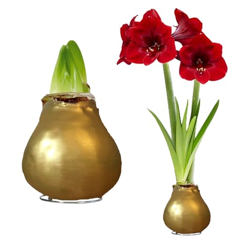FLORIUM - Wachs Amaryllis Zwiebeln Gold – Wachsamaryllis 28/30 Großformat | 2 Stück | gewachst/wax | ohne Gießen | Exklusive Zimmerpflanzen aus Holland - Hippeastrum (kein glas, vase und Topf) von Florium