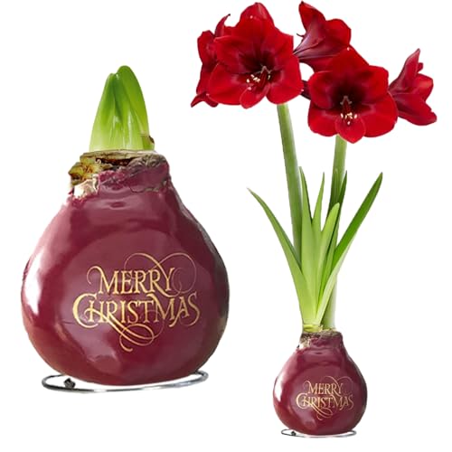 FLORIUM - Wachs Amaryllis Zwiebeln Merry Christmas Wachsamaryllis 28/30 Großformat | 1 Stück | gewachst/wax | ohne Gießen | Exklusive Zimmerpflanzen aus Holland - Hippeastrum(kein glas, vase und Topf) von Florium