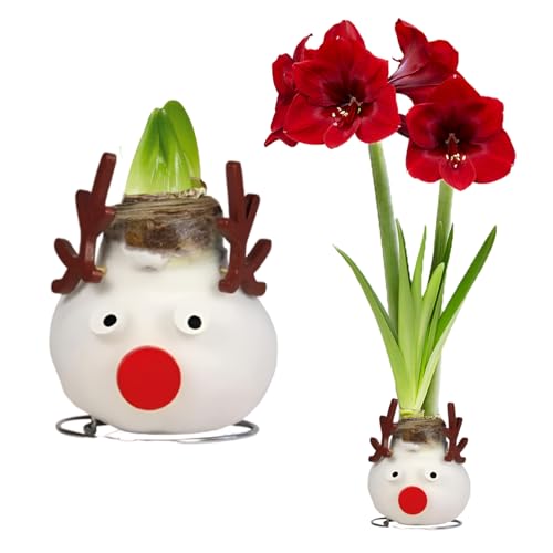 FLORIUM - Wachs Amaryllis Zwiebeln Reindeer - Wachsamaryllis 28/30 Großformat | 1 Stück | gewachst/wax | ohne Gießen | Exklusive Zimmerpflanzen aus Holland - Hippeastrum(kein glas, vase und Topf) von Florium